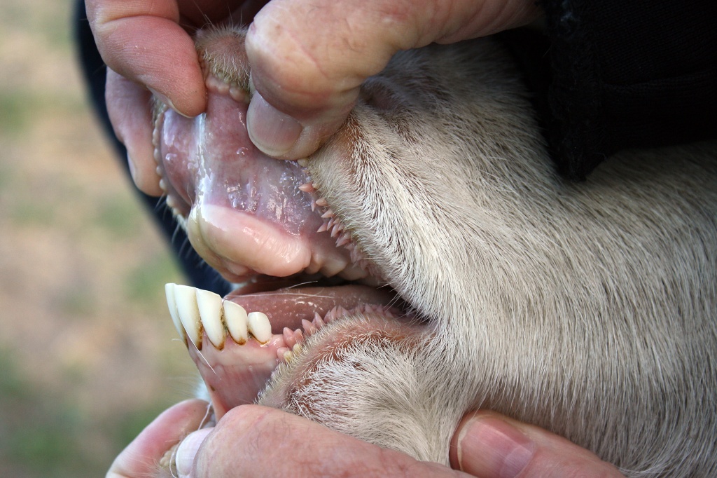 Зубы козы