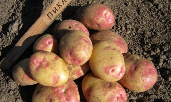 Лучшие сорта картофеля в украине: посадка и уход