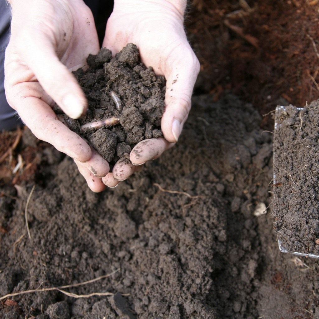 Как повысить содержание гумуса в почве.jpg