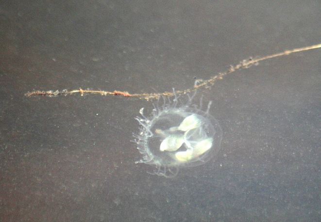 Амазонская пресноводная медуза (Craspedacusta sowerbyi)