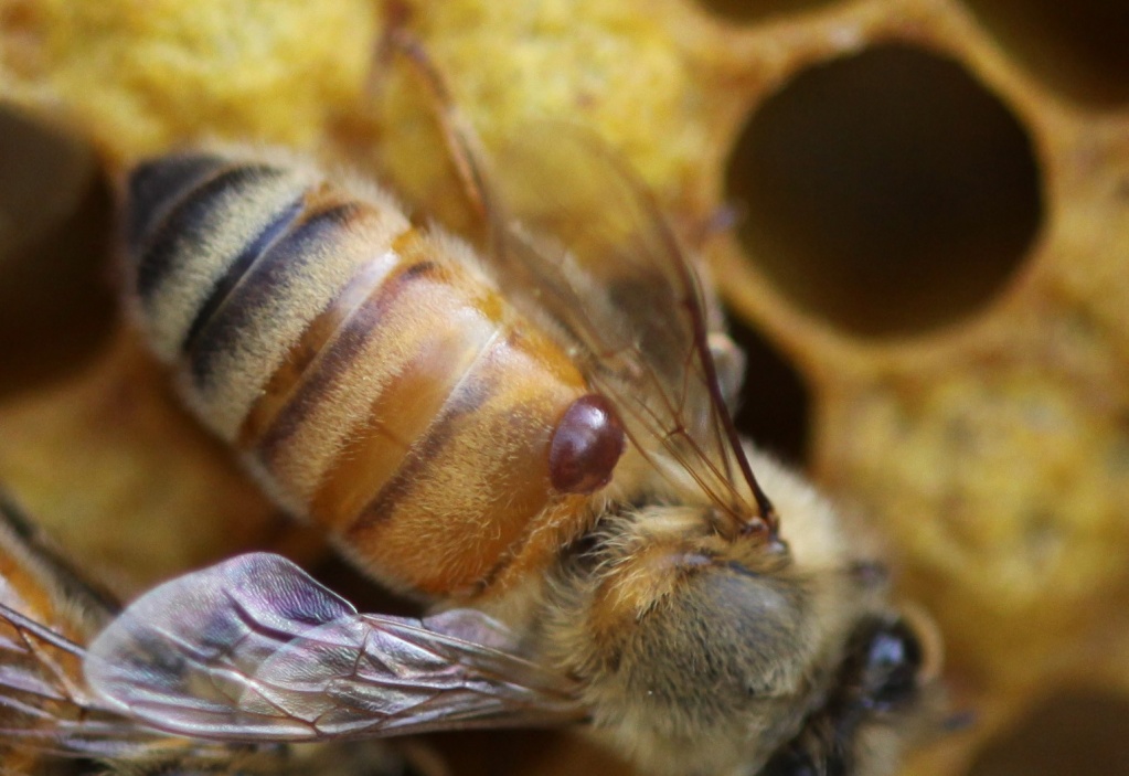 Пчелиный клещ Варроа.jpg