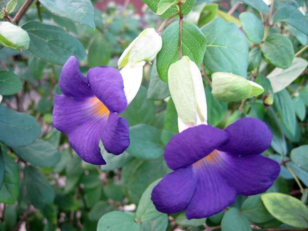 Thunbergia affinis