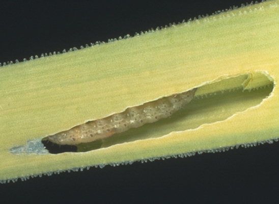 Луковая моль Acrolepia assectella