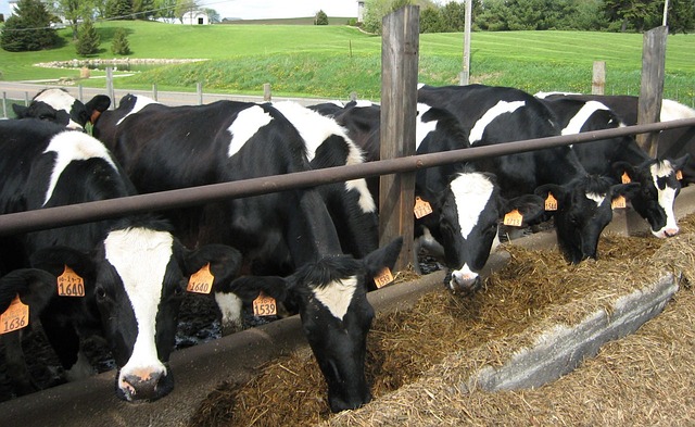 Тальк в небольшом количестве добавляют в корма для скота