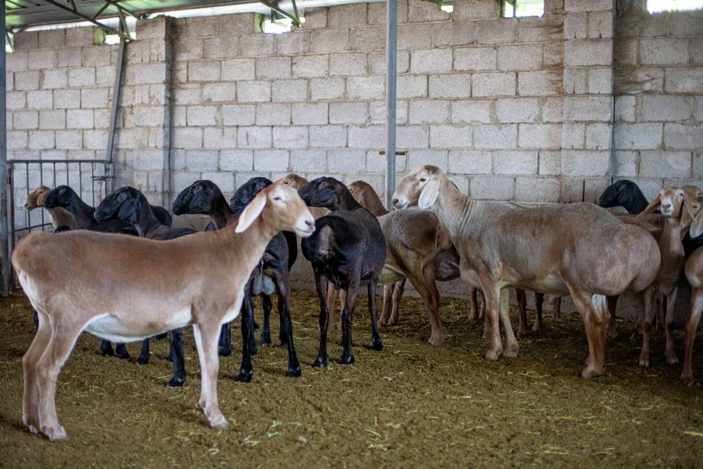 Овцы и бараны кыргызской мясо-сальной породы «Арашан».