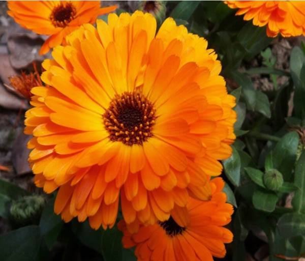 Calendula kablouna