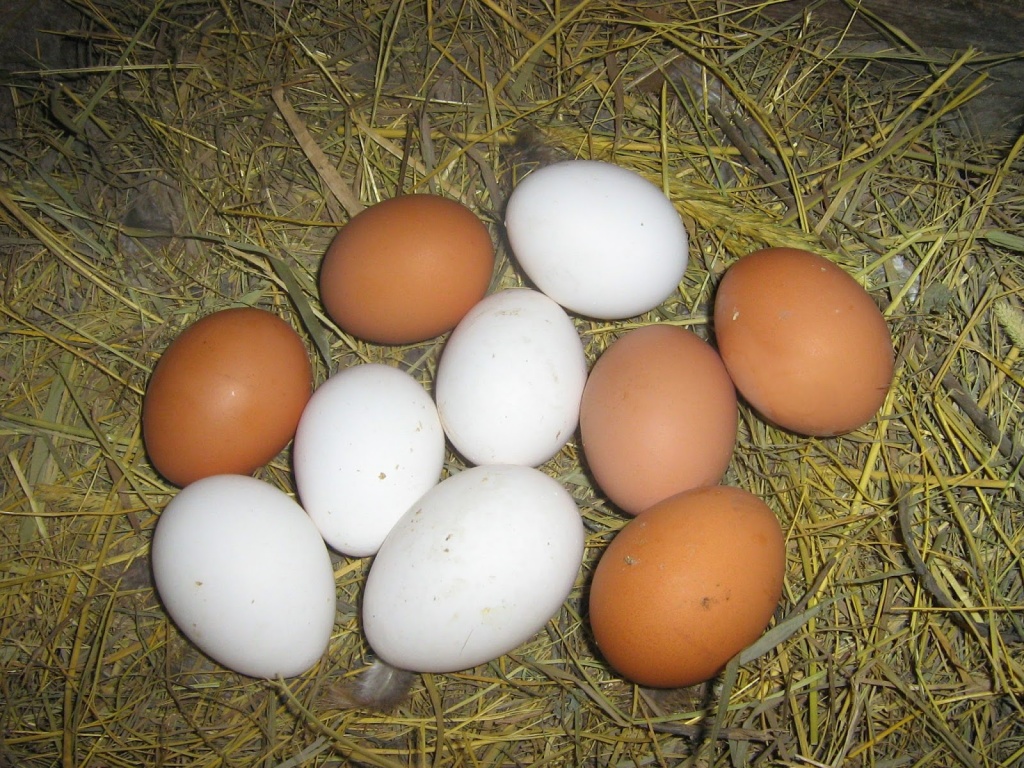 Яйца кур Хайсекс.jpg