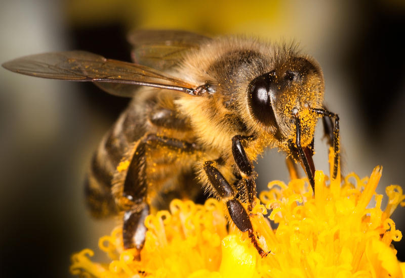 Пчела медоносная.jpg