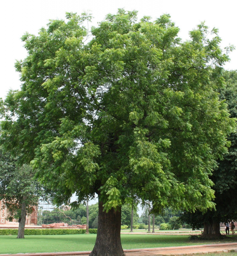 Азадирахта индийская дерево
