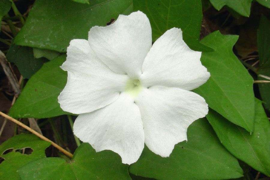 Thunbergia fragrans var. Laevis