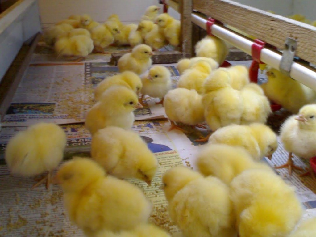 Як виростити курчат у домашніх умовах