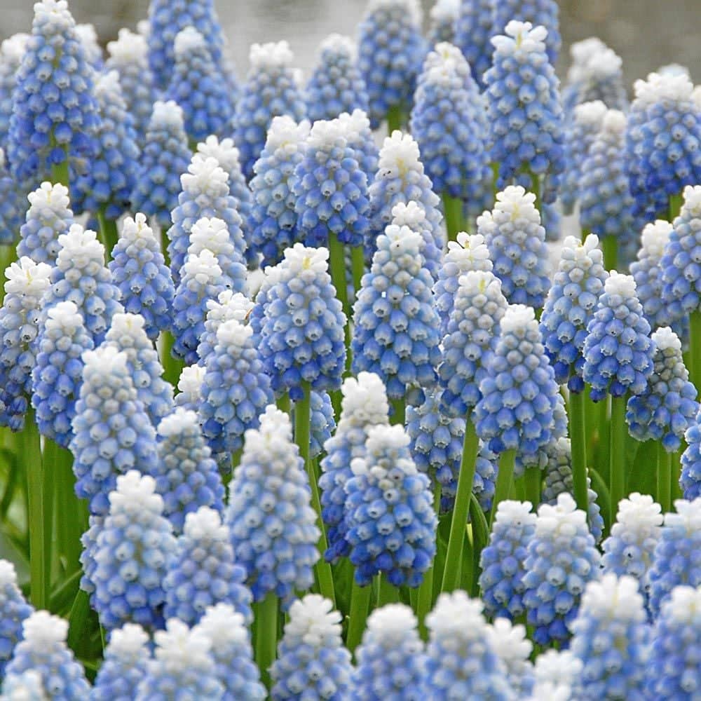 Muscari aucheri Ocean Magic