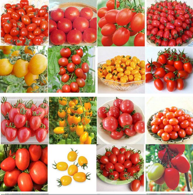 Как определиться с сортом помидор