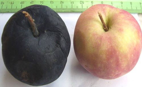 Здоровое яблоко и плод пораженный черным раком