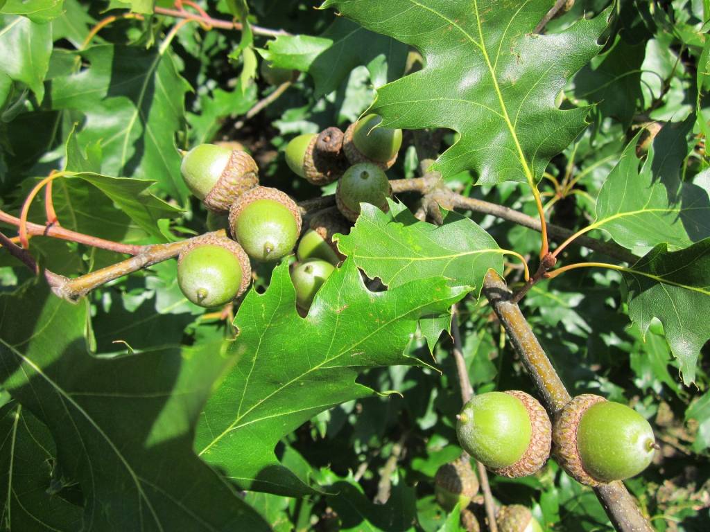 Дуб красный (Quercus rubra): ветка с листьями и желудями