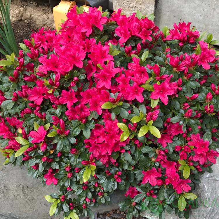 Rhododendron japonicum Geisha Red