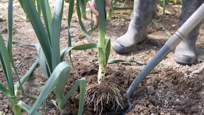 Как правильно вырастить лук-порей на рассаду