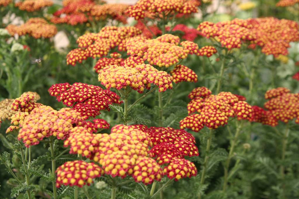 Achillea millefolium Strawberry