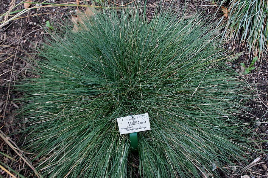 Festuca pallens