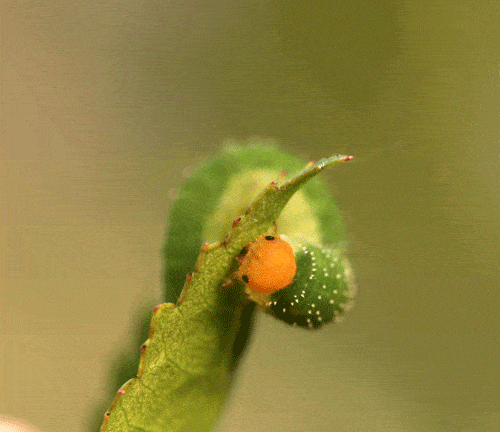 Личинка суничного чорноплямистого пильщика