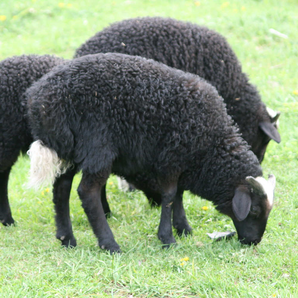 Вращивание породисты овец.jpg