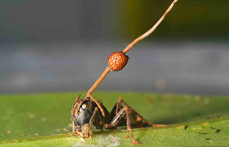 Влияние грибов на муравьев