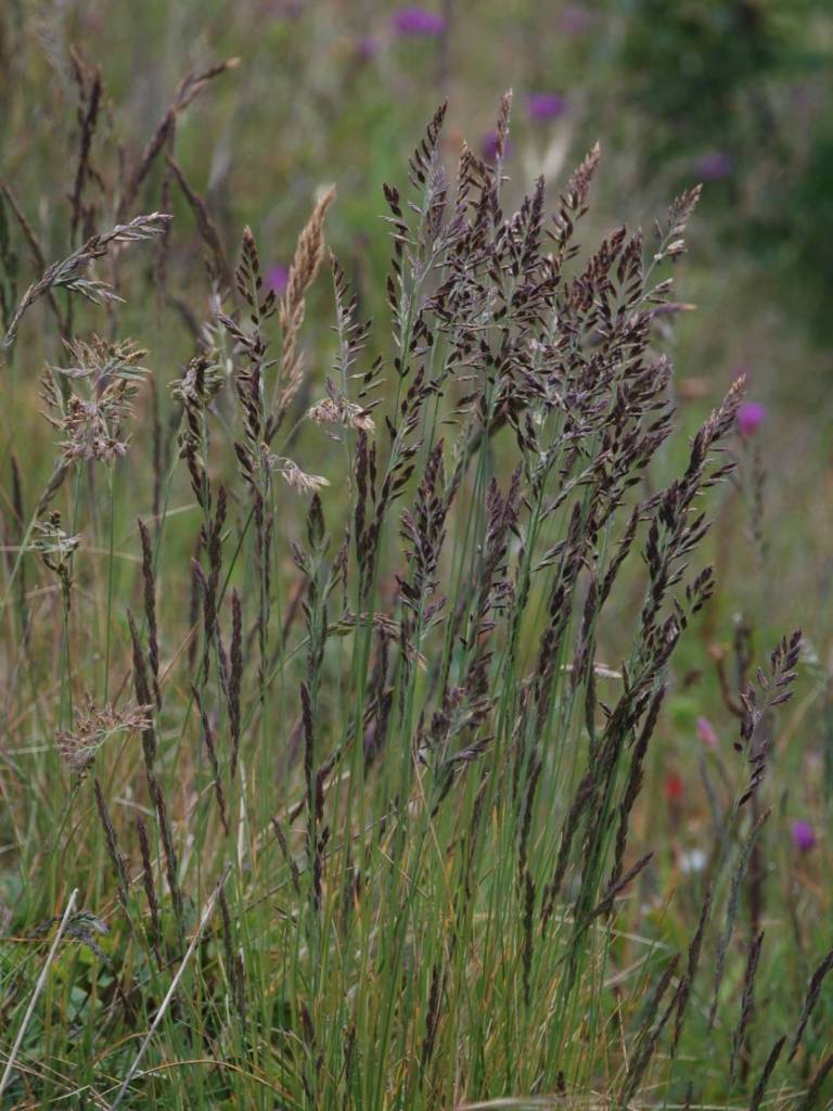 Festuca pratensis