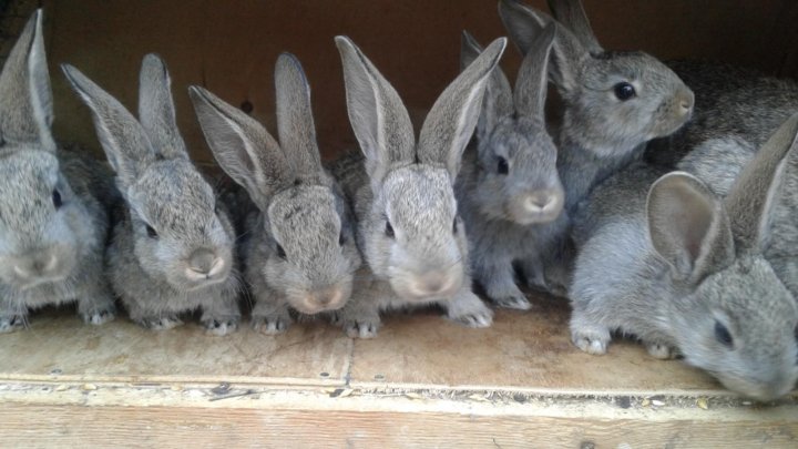 Кролики породы серый великан