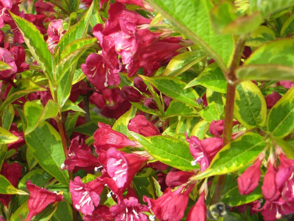 Weigela florida Brigela