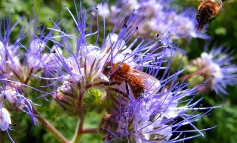 Пчела на цветах фацелии