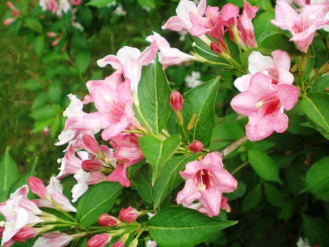 Weigela suavis