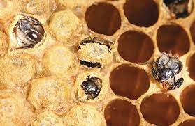 Пчелы линии варроатолеранц