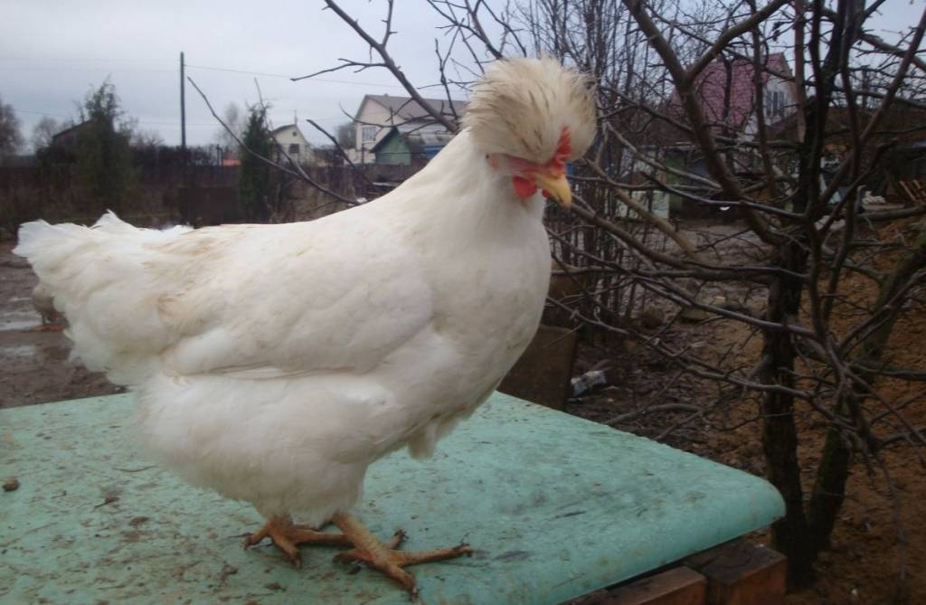 Украинская хохлатая порода кур
