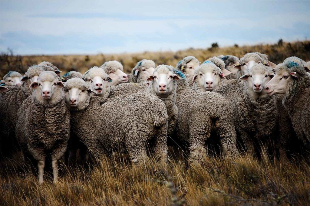 Овцы мерино-палас