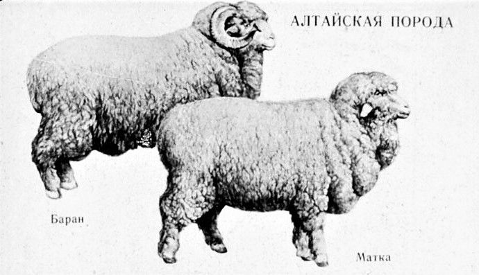 Алтайские овцы