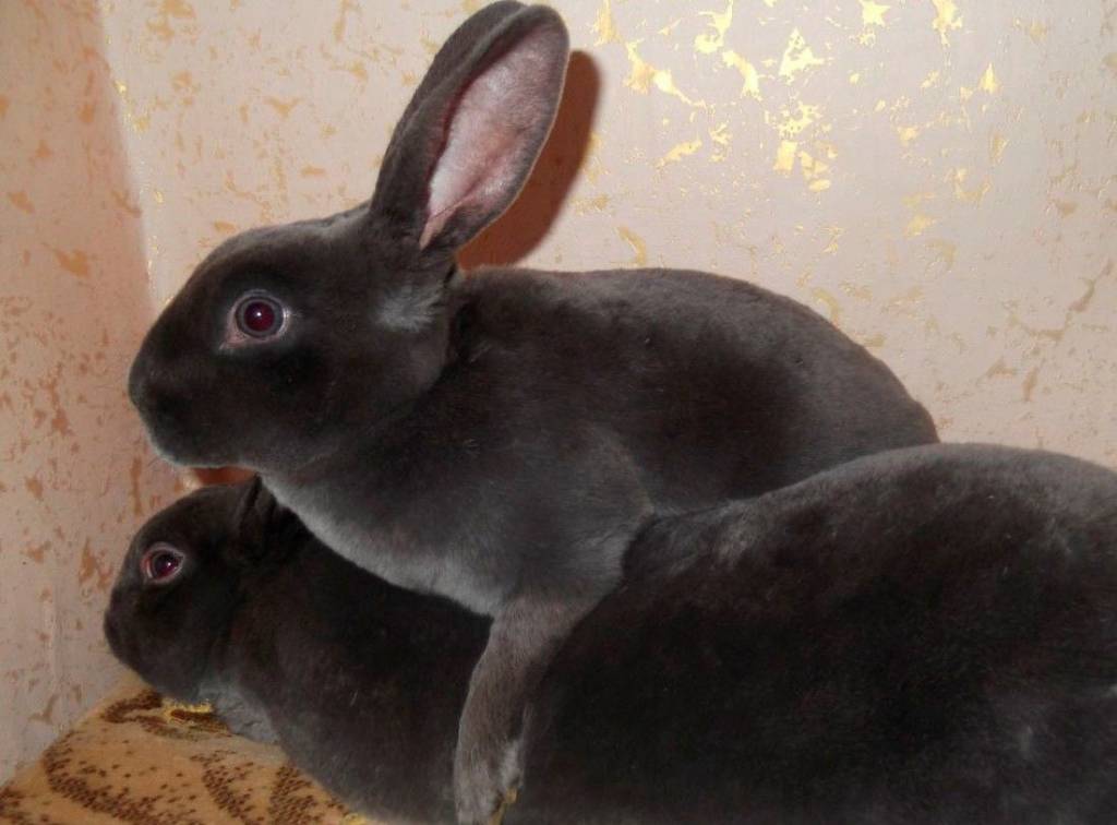 Кролики-рекси