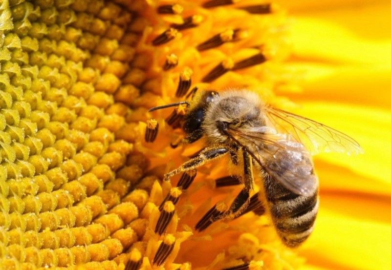 Медоносная пчела.jpg