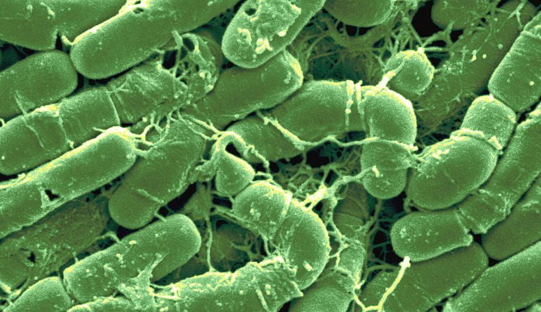 Бактерію Bacillus thuringiensis найчастіше використовують для створення біопестицидів