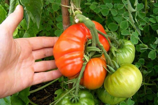 Фасциация на томатах