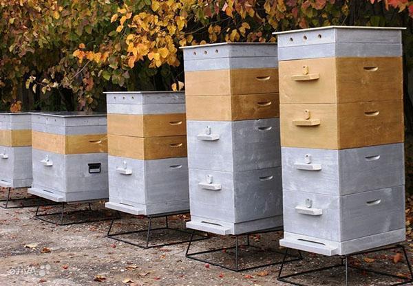 Осеннее объединение слабых пчелосемей