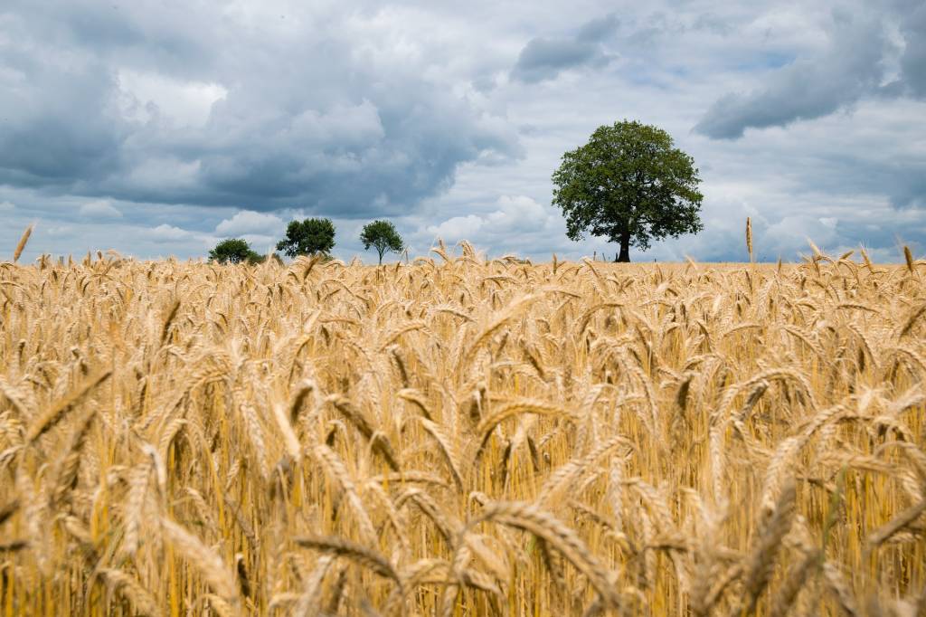 В Україні триває збирання врожаю зернових культур