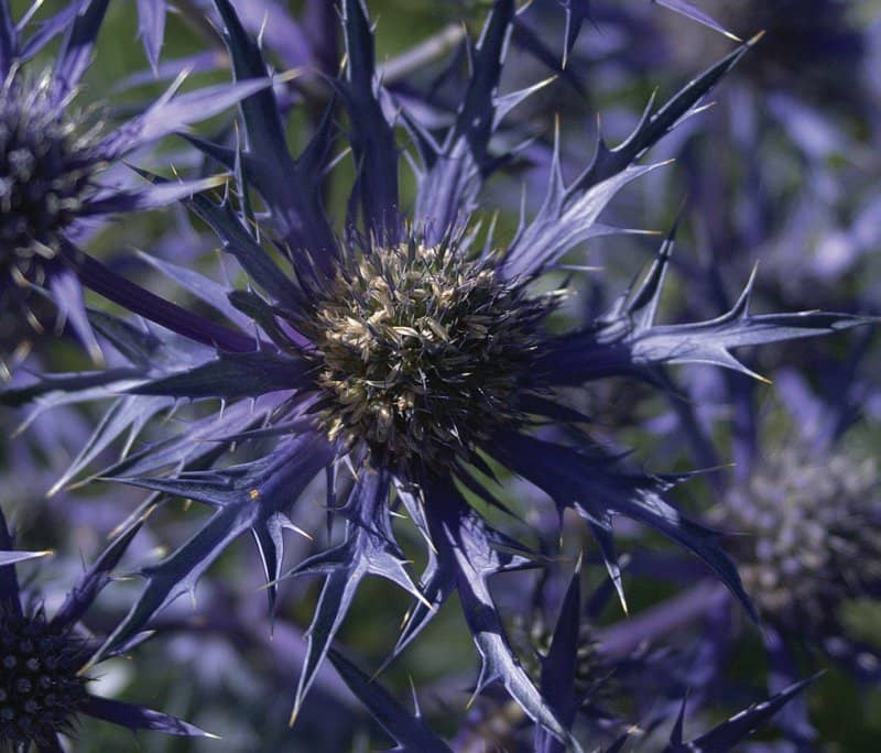 Eryngium bourgatii Oxford Blue