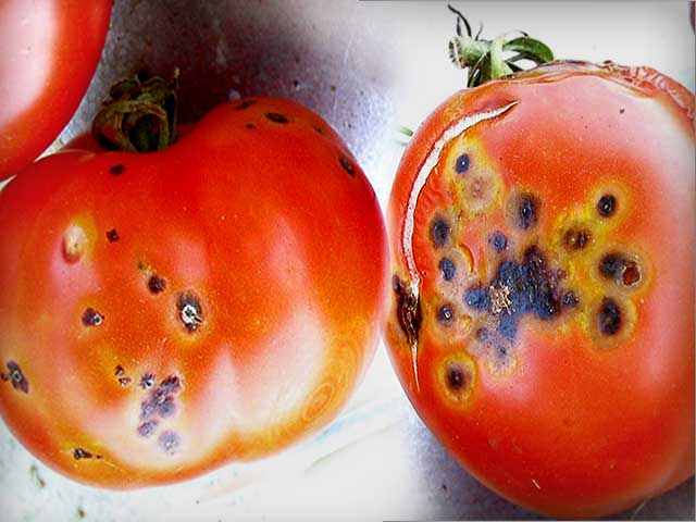 Альтернариоз томатов.jpg