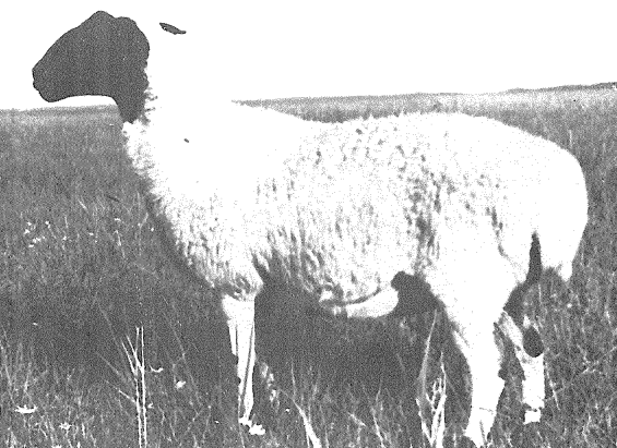 Китайське вівчарство 