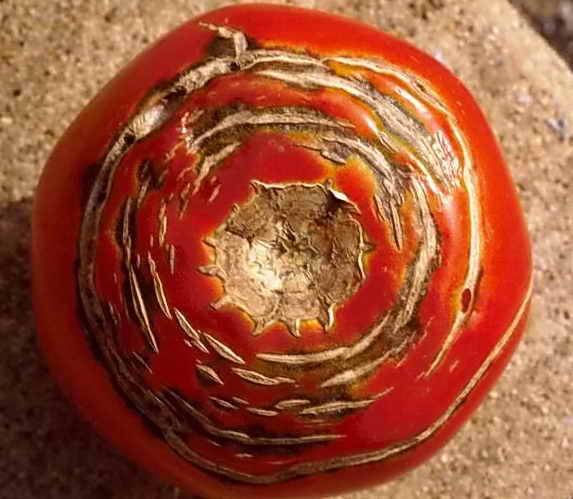 Концентрические трещины на томатах