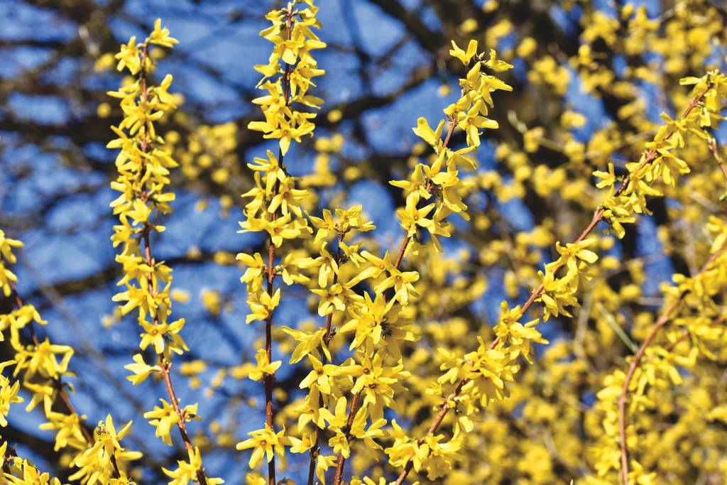 Форзиция (Forsythia)