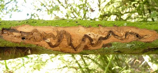 Хода проделанные в древесине личинкой златки