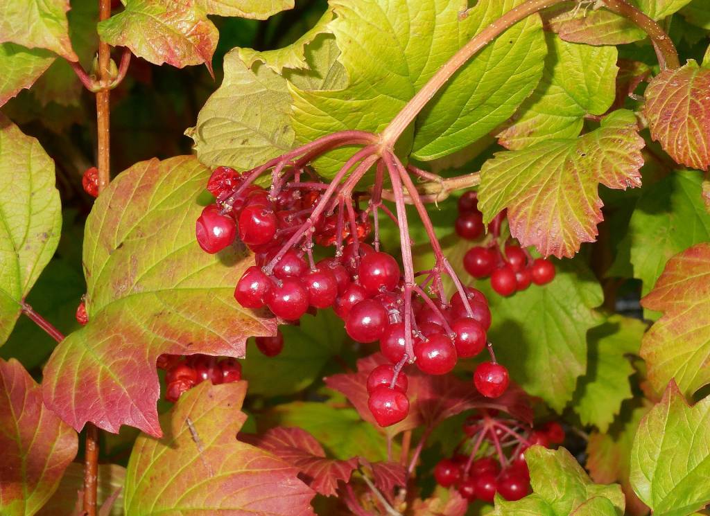 калина обыкновенная,  калина красная (Viburnum opulus)