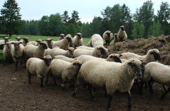 Нова українська овеча порода
