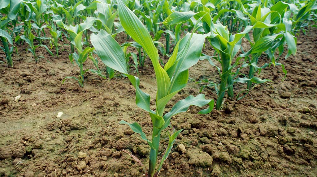 Кукуруза. Стадия развития 10-12 листьев
